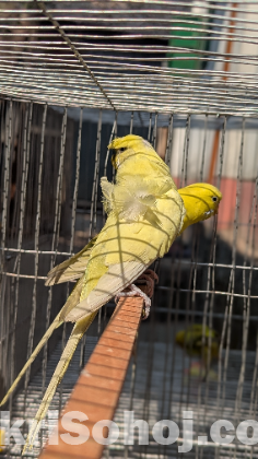 Jp Yellow Df Male Full Adult